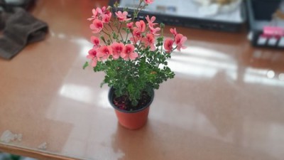 품절대란 랜디제라늄! 솔직후기 & 꿀팁 대방출 🌸